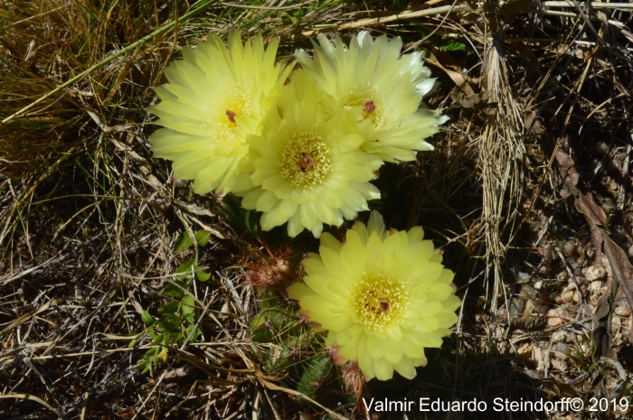 Parodia ottonis