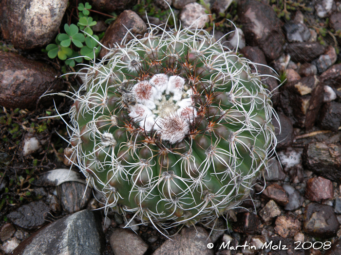 Parodia ottonis