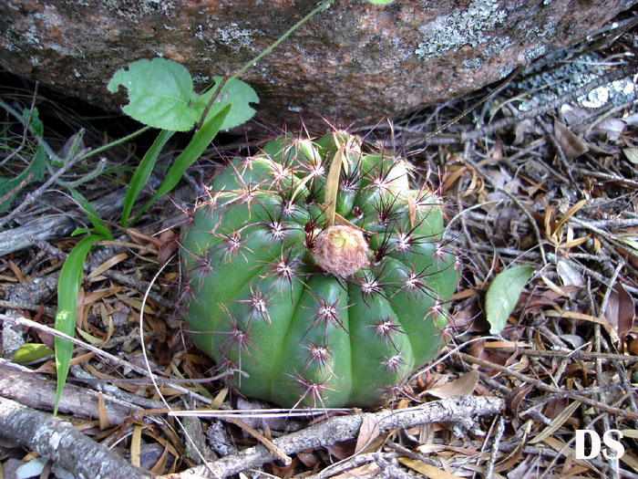 Parodia ottonis