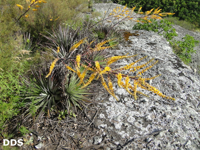 Dyckia alba