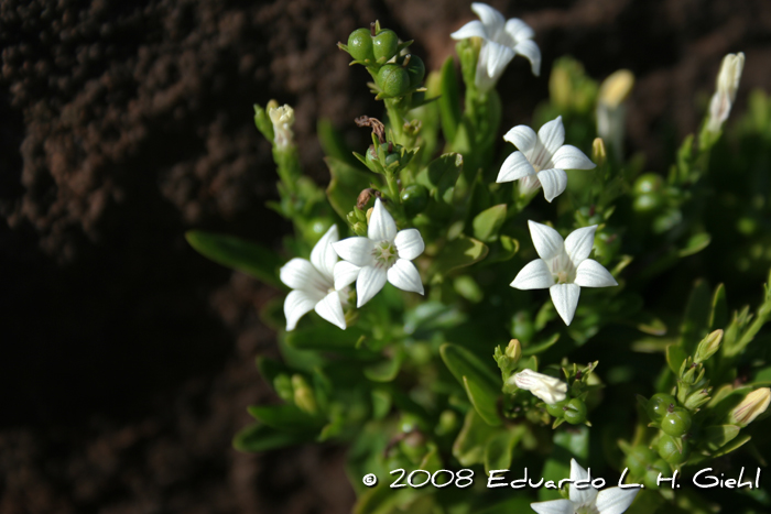 Spigelia martiana