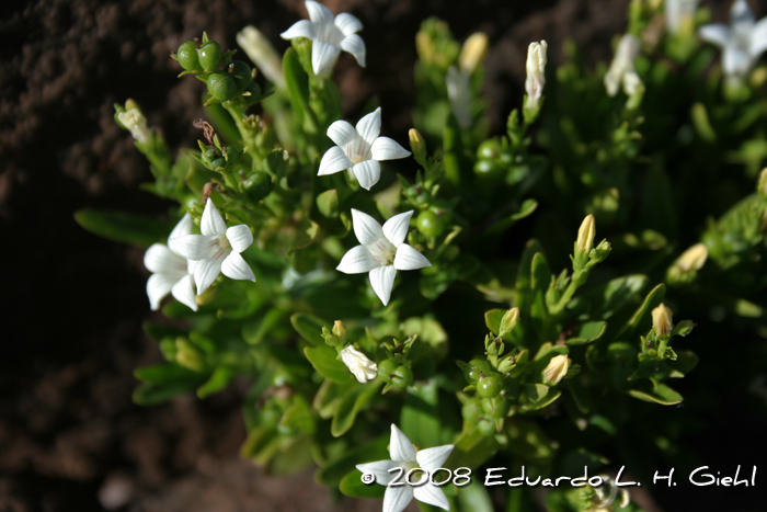 Spigelia martiana