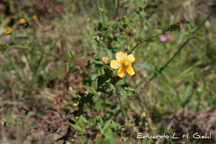 Hypericum connatum