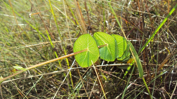 Hypericum connatum