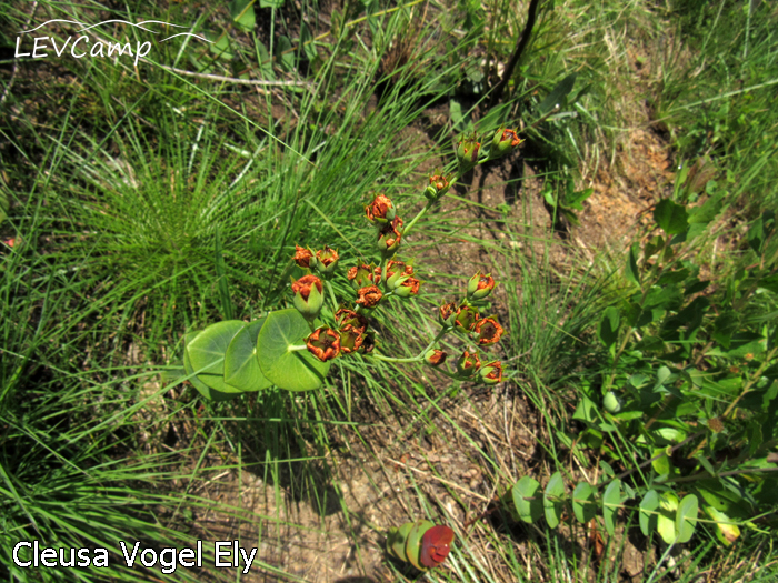 Hypericum connatum