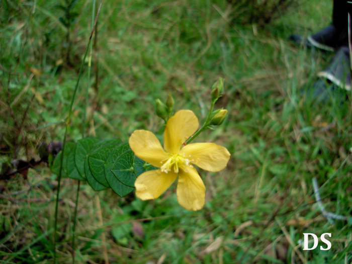 Hypericum connatum