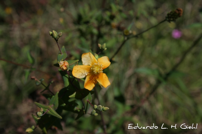 Hypericum connatum