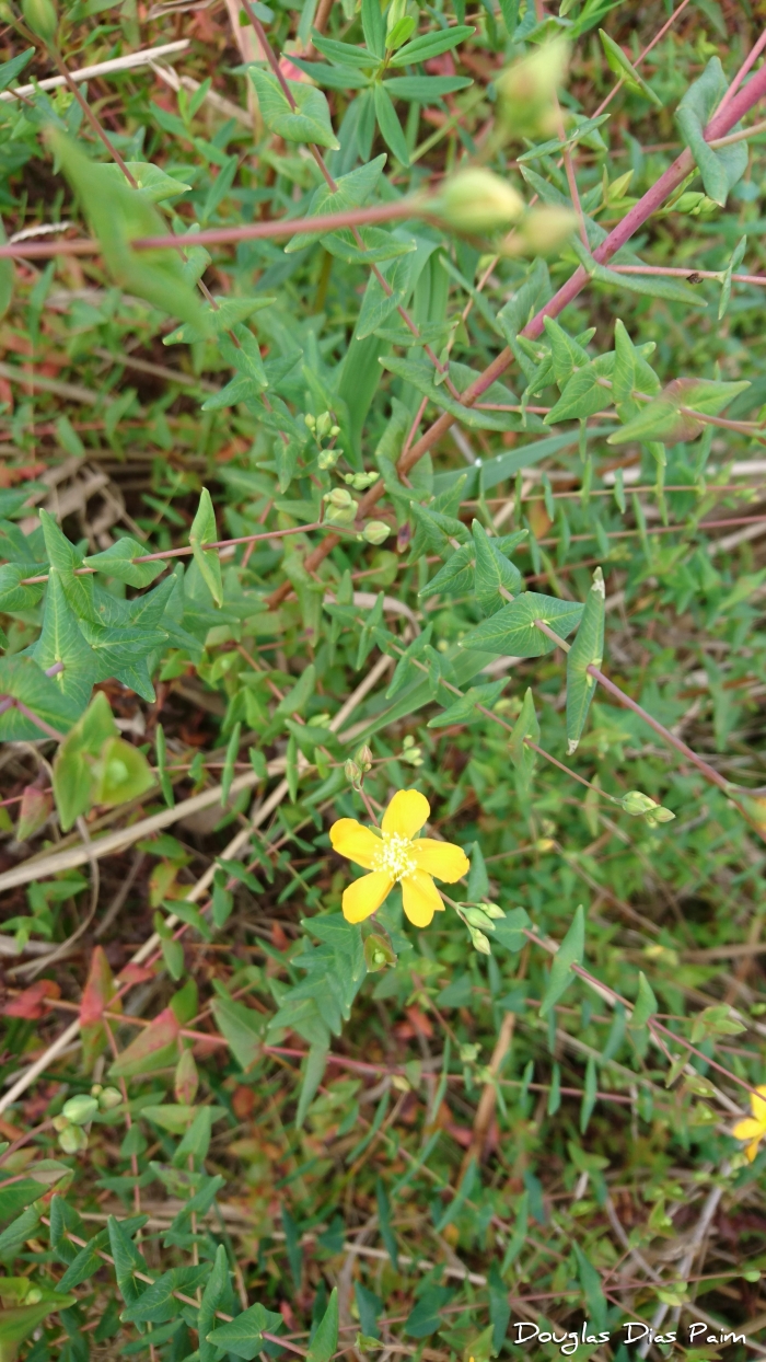 Hypericum caprifoliatum