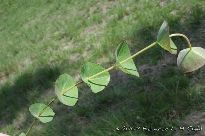 Hypericum connatum