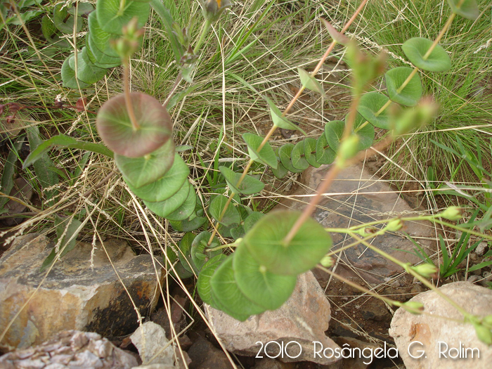 Hypericum connatum