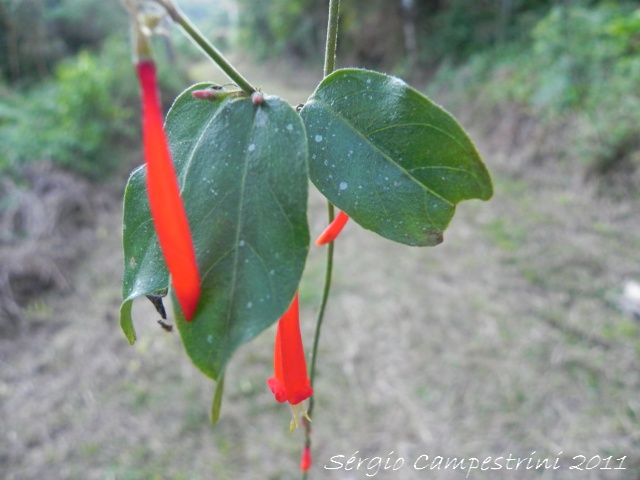 Manettia cordifolia