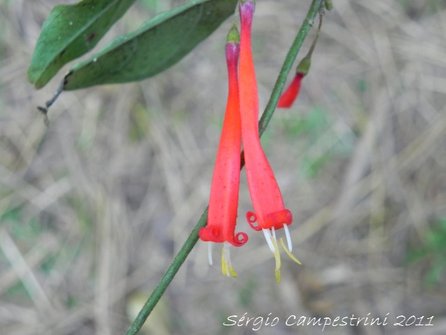 Manettia cordifolia