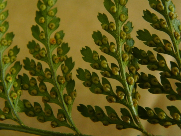 Lastreopsis amplissima