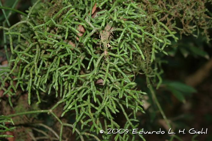 Rhipsalis baccifera