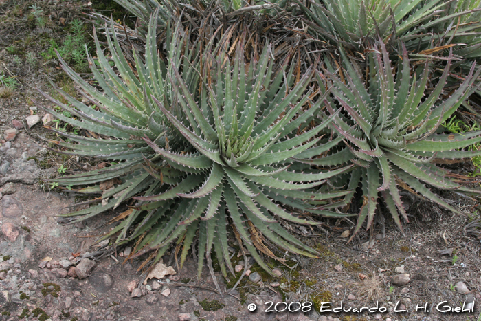 Dyckia maritima