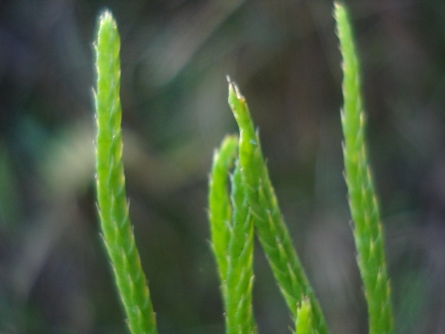 Lycopodium thyoides