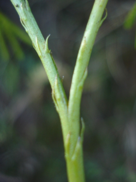 Lycopodium thyoides