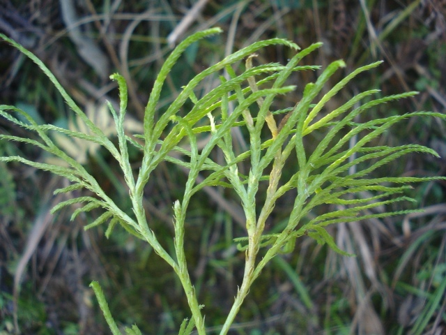 Lycopodium thyoides