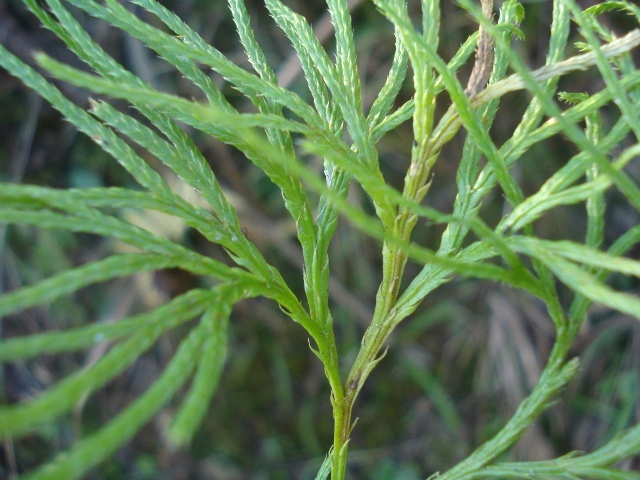 Lycopodium thyoides