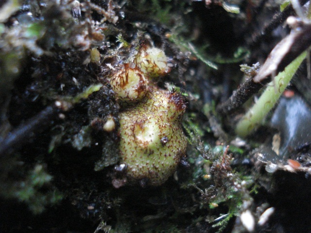 Pecluma pectinatiformis