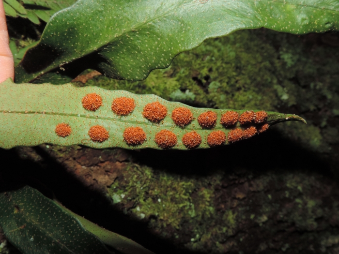 Pleopeltis macrocarpa