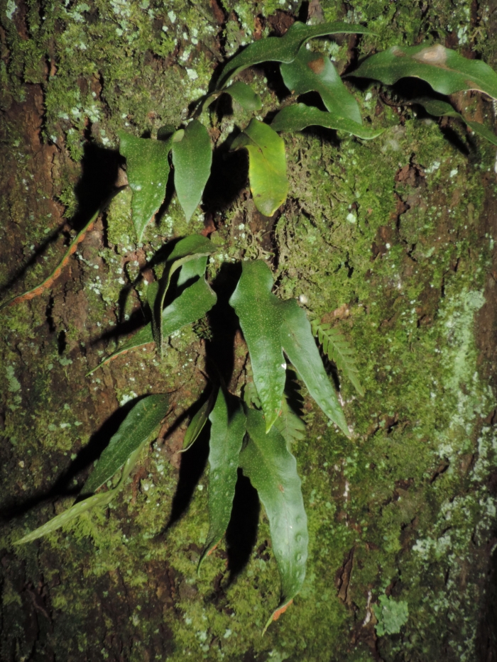 Pleopeltis macrocarpa