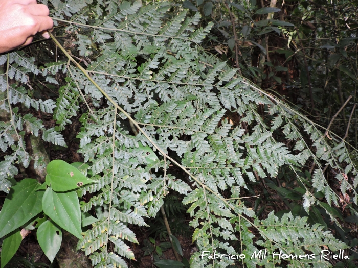 Polybotrya cylindrica