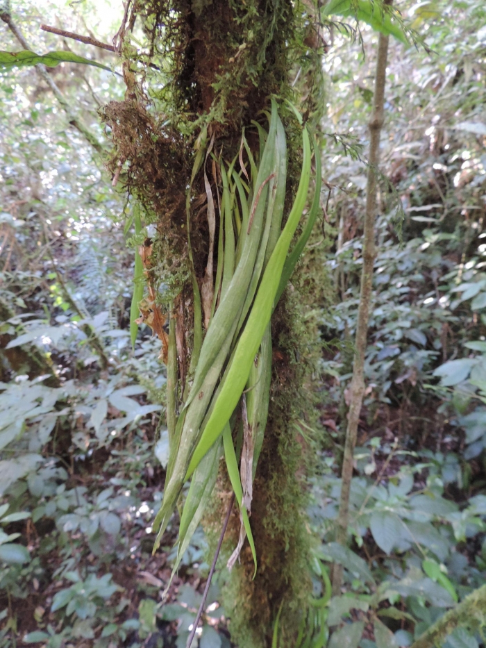 Polytaenium lineatum