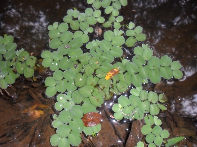 Salvinia auriculata