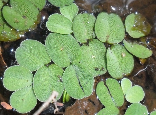 Salvinia auriculata