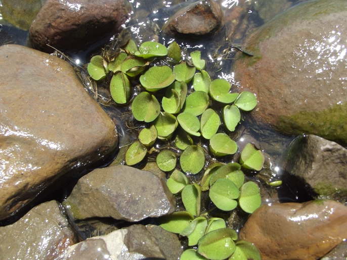 Salvinia auriculata