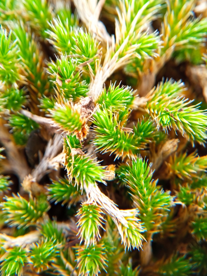 Selaginella sellowii