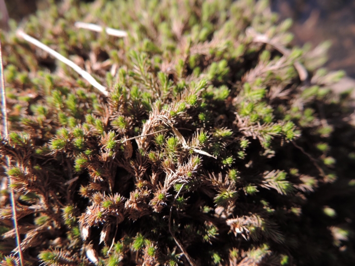 Selaginella sellowii