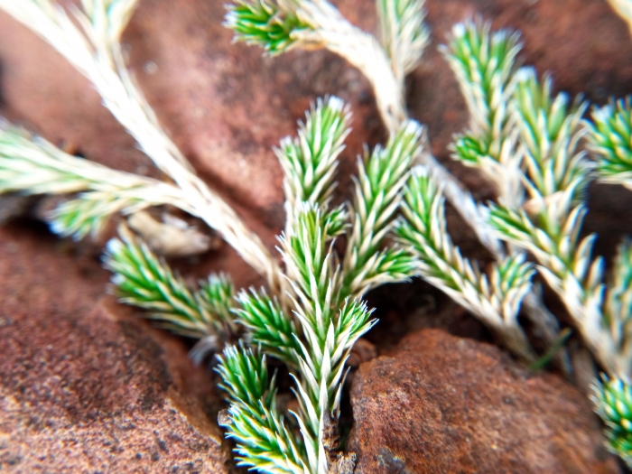 Selaginella sellowii