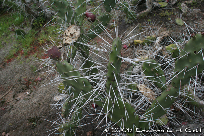 Opuntia viridirubra