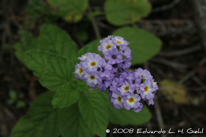 Heliotropium leiocarpum