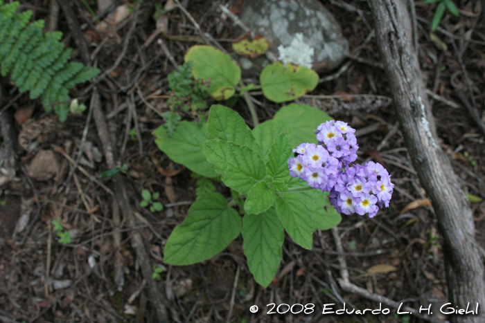 Heliotropium leiocarpum