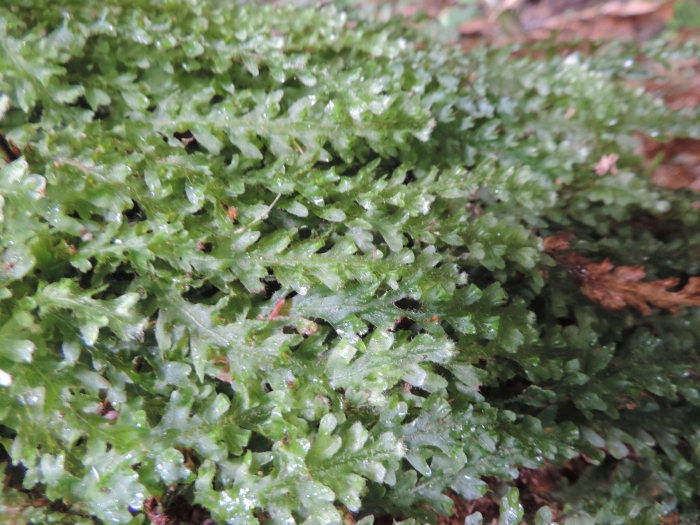 Trichomanes anadromum