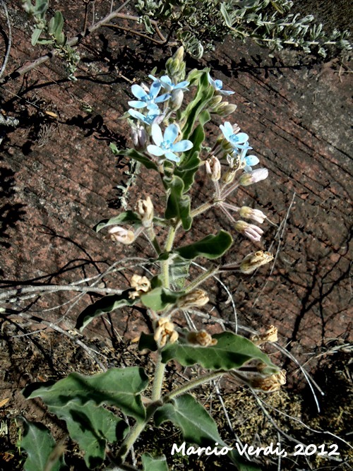 Oxypetalum coeruleum
