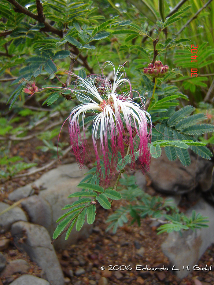 Calliandra parvifolia