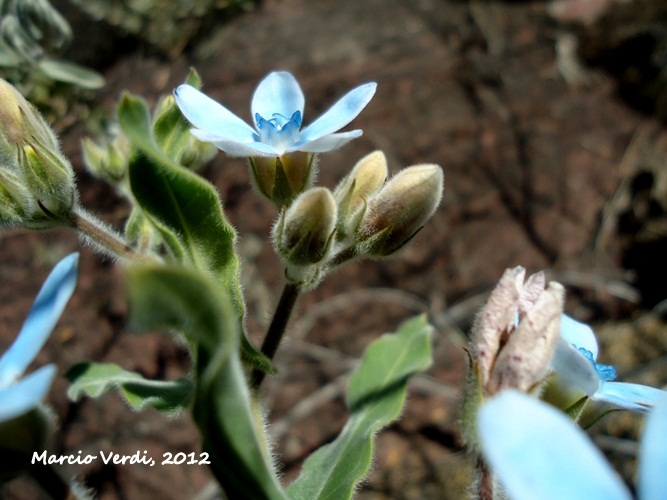 Oxypetalum coeruleum