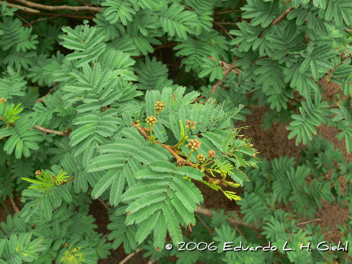 Calliandra parvifolia