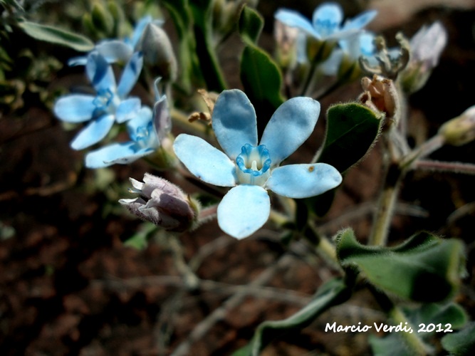 Oxypetalum coeruleum
