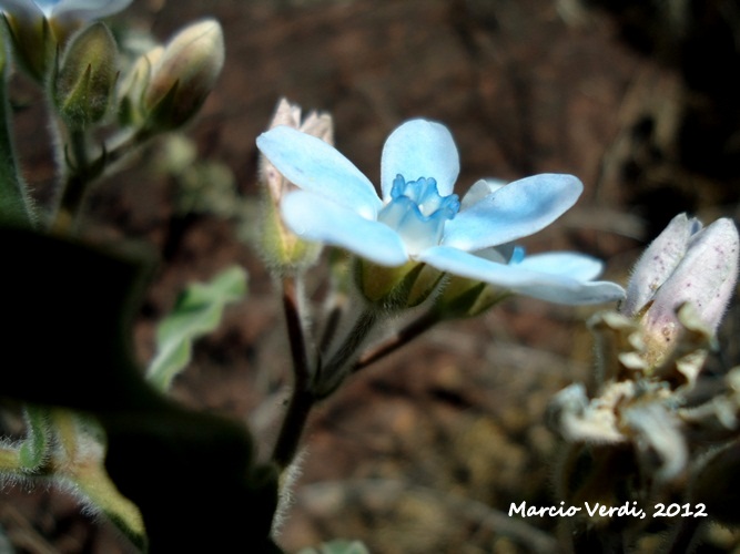 Oxypetalum coeruleum