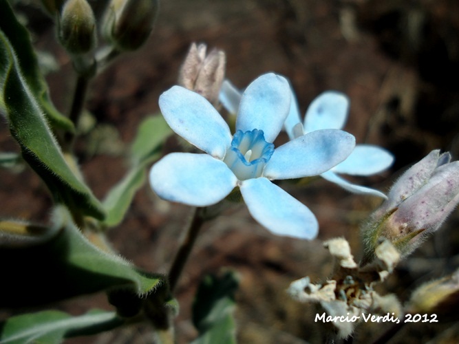 Oxypetalum coeruleum