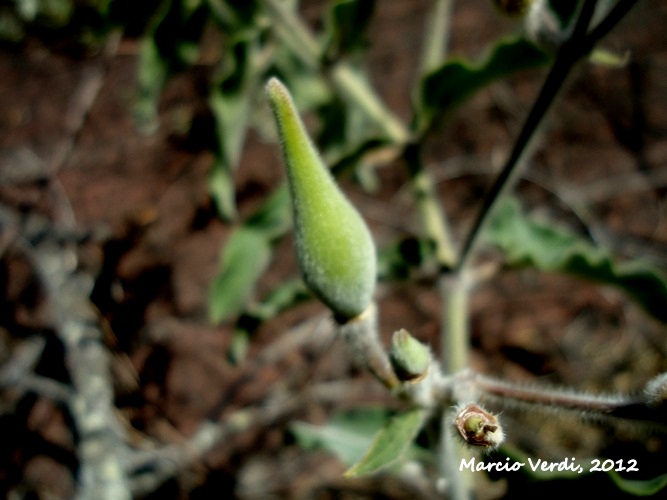 Oxypetalum coeruleum
