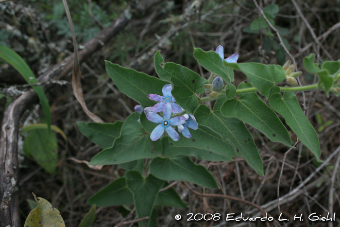 Amblyopetalum coccineum