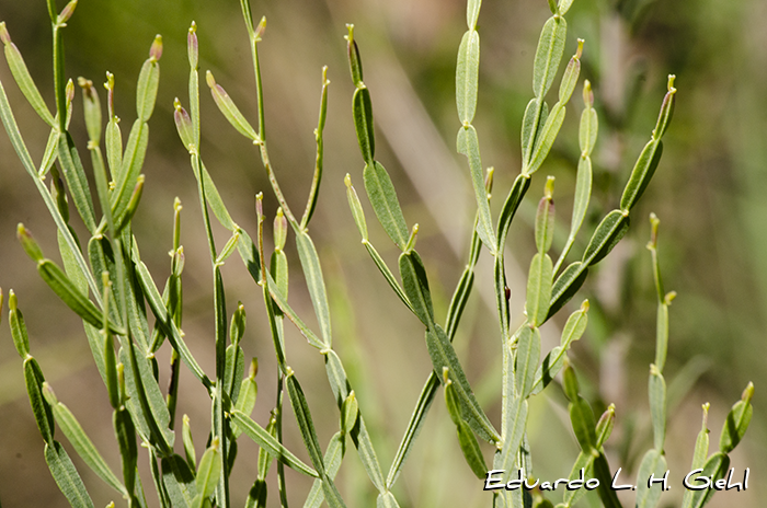 Baccharis articulata