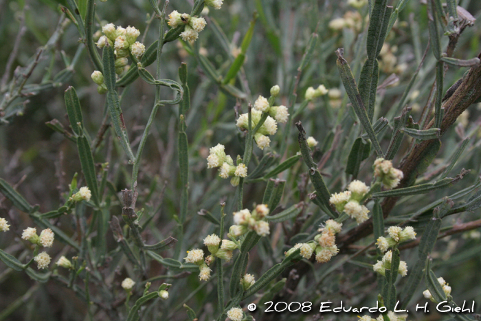 Baccharis articulata