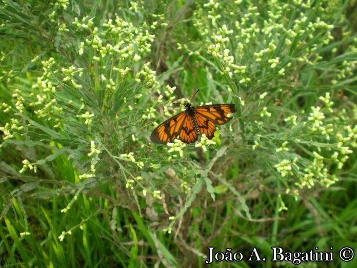 Baccharis articulata